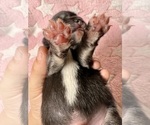Small #8 Pomsky-Shiba Inu Mix