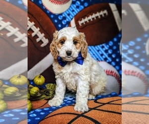 Goldendoodle (Miniature) Puppy for sale in QUARRYVILLE, PA, USA