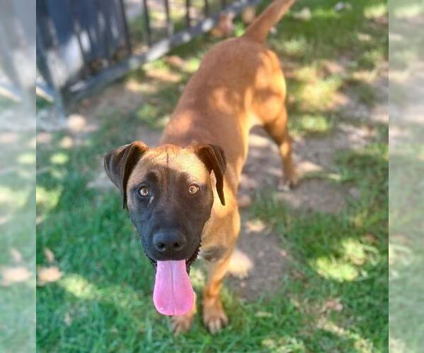Medium Photo #2 Mutt Puppy For Sale in Riverside, CA, USA