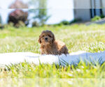 Small Photo #4 Poodle (Miniature)-Zuchon Mix Puppy For Sale in WARSAW, IN, USA