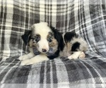Small #1 Miniature Australian Shepherd