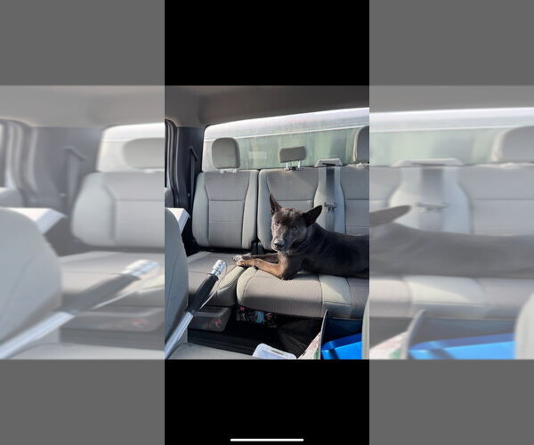 Medium Photo #2 Mutt Puppy For Sale in Great Bend, KS, USA