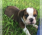 Small Photo #2 Bulldog Puppy For Sale in NEOSHO, MO, USA