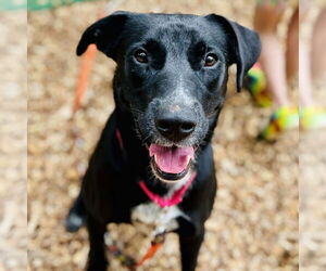 Mutt Dogs for adoption in Canton, CT, USA