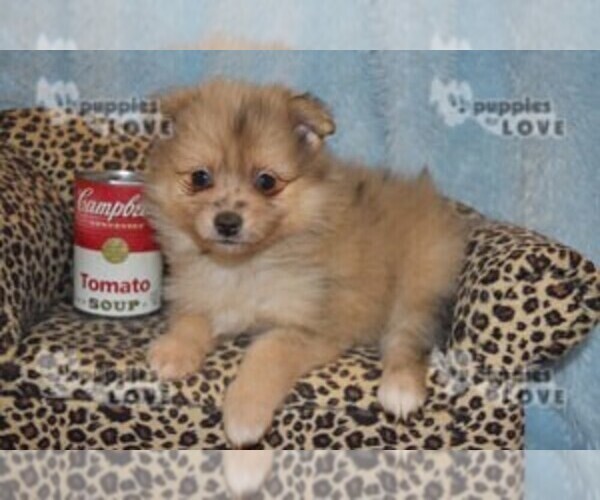 Medium Photo #1 Pomeranian Puppy For Sale in SANGER, TX, USA