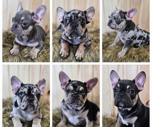 French Bulldog Puppy for Sale in BLAKESBURG, Iowa USA