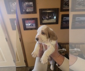 Basset Hound Puppy for sale in TOPPENISH, WA, USA