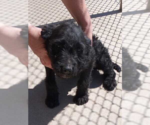 Medium Photo #4 Mutt Puppy For Sale in Grafton, WI, USA