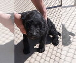 Small #3 Mutt