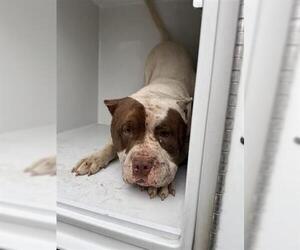 Staffordshire Bull Terrier Dogs for adoption in Houston, TX, USA