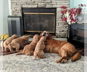 Father of the Goldendoodle puppies born on 01/15/2024