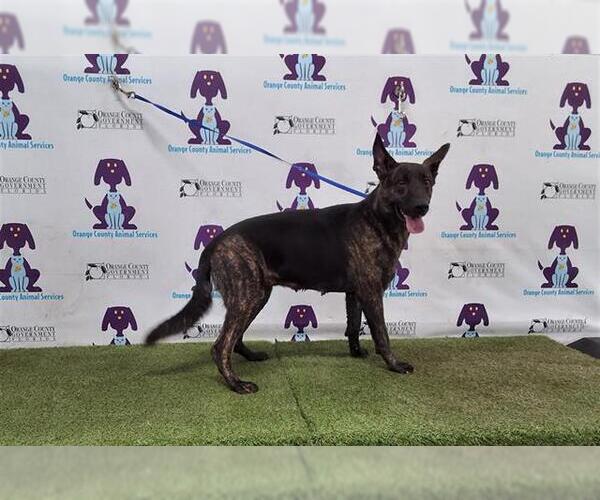 Medium Photo #1 Dutch Shepherd -Unknown Mix Puppy For Sale in Orlando, FL, USA