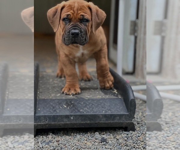 Medium Photo #2 Boerboel Puppy For Sale in ROY, WA, USA