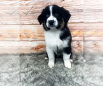 Small Photo #2 Australian Shepherd Puppy For Sale in UNIONVILLE, IA, USA