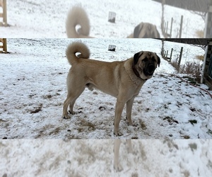 Father of the Kangal Dog puppies born on 07/22/2025