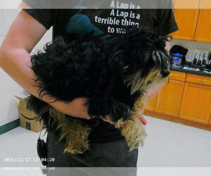 Maltese-Unknown Mix Dogs for adoption in Oroville, CA, USA