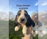 Small #9 Basset Hound