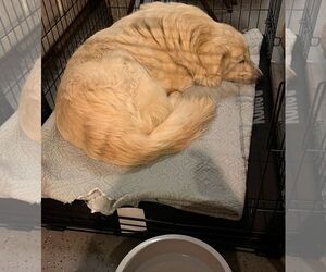 Winter - Male Great Pyrenees Dog for Adoption - Photo #13