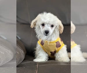 Mutt-Poodle (Toy) Mix Puppy for sale in PARK FOREST, IL, USA