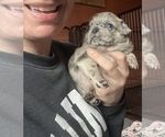 Small Photo #26 Pug Puppy For Sale in BLOOMINGTON, IL, USA