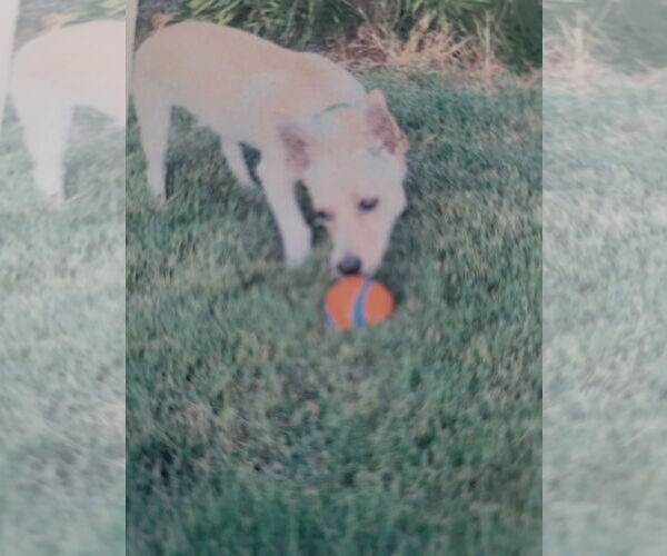 Medium Photo #4 Chiweenie Puppy For Sale in Lindsay, CA, USA