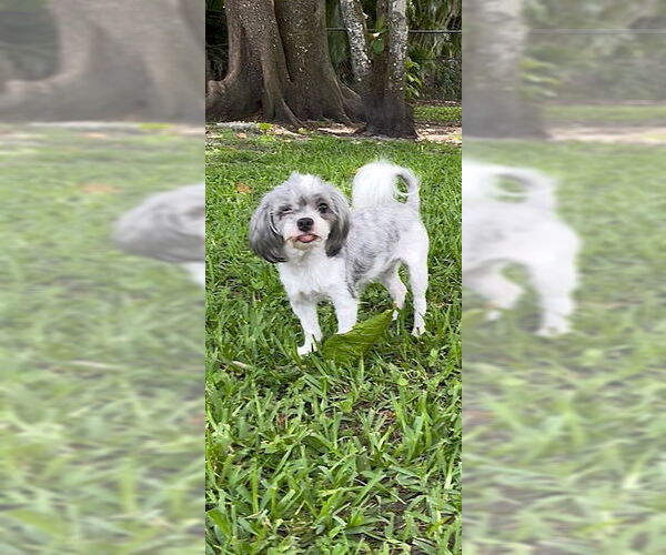 Medium Photo #8 Shih Tzu Puppy For Sale in Weston, FL, USA