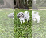 Small #7 Shih Tzu
