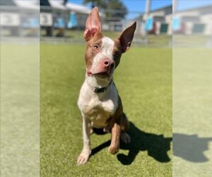 American Pit Bull Terrier-American Staffordshire Terrier Mix Dogs for adoption in Naples, FL, USA