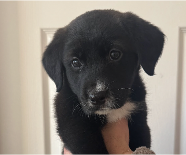 Medium Photo #2 Borador Puppy For Sale in Brooklyn, NY, USA