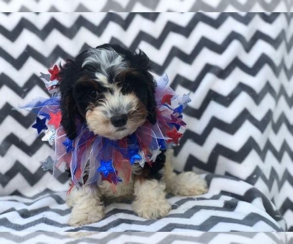 Medium Photo #1 Cavapoo Puppy For Sale in EAST EARL, PA, USA