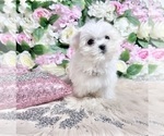 Small #40 Maltese