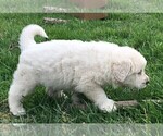 Small Photo #4 Great Pyrenees Puppy For Sale in PINEVILLE, KY, USA