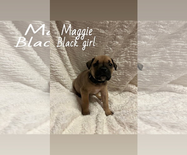 Medium Photo #10 Boxer-Unknown Mix Puppy For Sale in Holly Springs, NC, USA