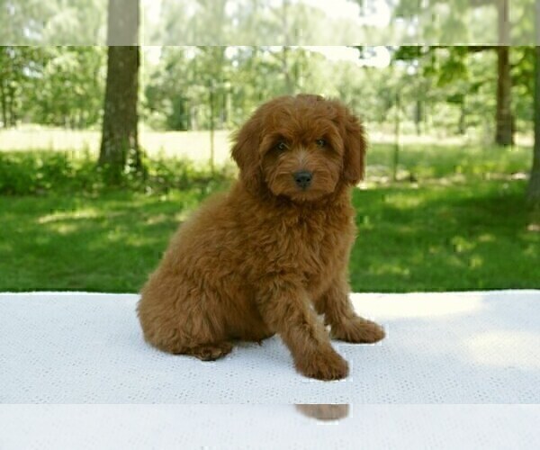 Medium Photo #2 Cocker Spaniel-Poodle (Miniature) Mix Puppy For Sale in SALEM, MO, USA