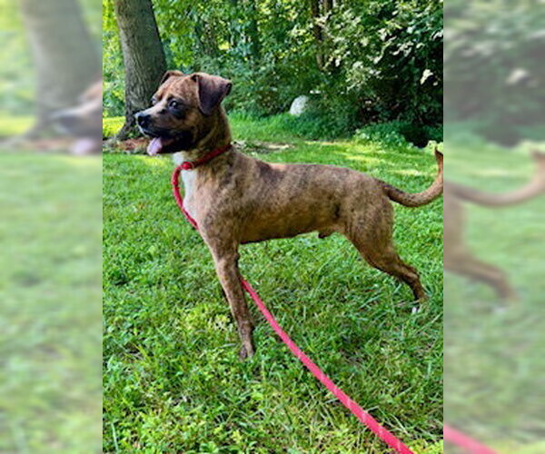 Medium Photo #3 Mutt Puppy For Sale in Sparta, TN, USA
