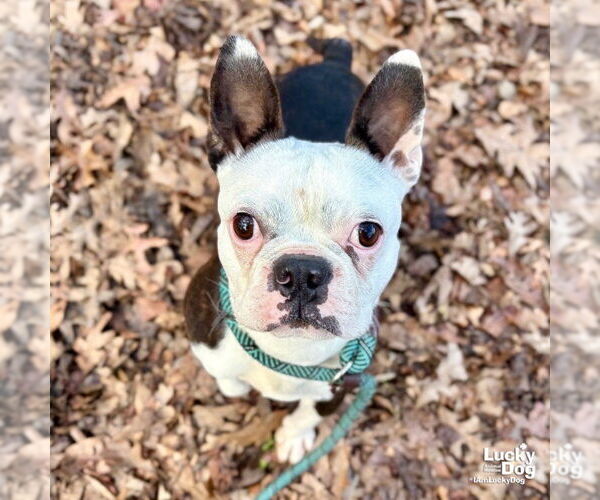 Medium Photo #3 Boston Terrier-Unknown Mix Puppy For Sale in Washington, DC, USA