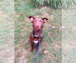 Small #1 American Pit Bull Terrier-Labrador Retriever Mix