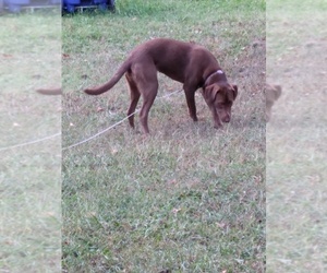 Vizsla Dogs for adoption in CLEVELAND, TN, USA