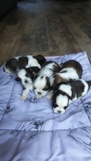 Shih Tzu Puppy for sale in MOORE, SC, USA
