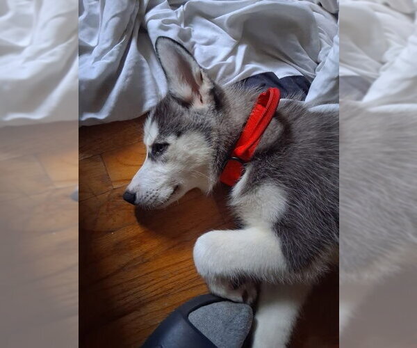 Medium Photo #2 Siberian Husky Puppy For Sale in Cumming, GA, USA