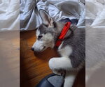 Small #1 Siberian Husky