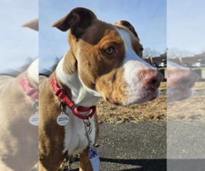 Mutt Dogs for adoption in Candler, NC, USA