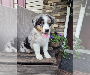 Medium Australian Shepherd