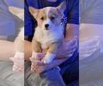 Puppy Donner Pembroke Welsh Corgi