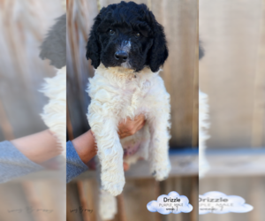 Bernedoodle Puppy for sale in WESTMINSTER, CO, USA