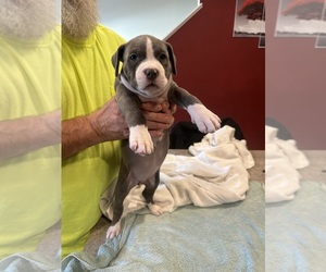 American Staffordshire Terrier Puppy for Sale in CANAL WINCHESTER, Ohio USA
