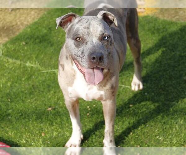 Medium Photo #2 Boxerhoula Puppy For Sale in Tallahassee, FL, USA