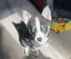 Pomsky Puppy for sale in ADKINS, TX, USA