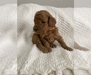 Irish Doodle Puppy for Sale in SUMTERVILLE, Florida USA