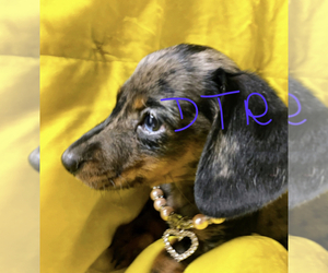 Dachshund Puppy for sale in ACTON, CA, USA